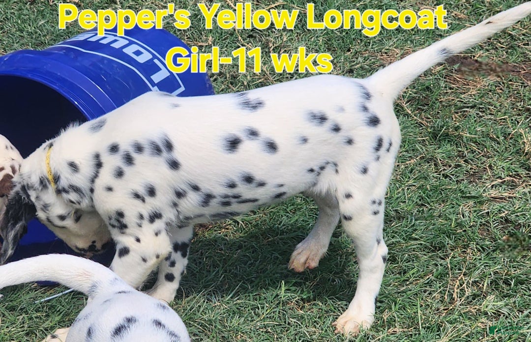 Dalmatian dogs for sale: Peppers Yellow Girl - Image 4