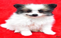 Pomeranian dogs for sale: Poochie - Image 6
