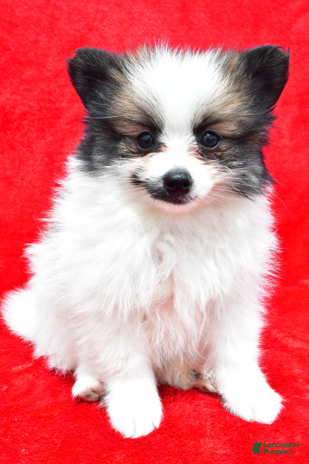 Pomeranian dogs for sale: Poochie - Image 6