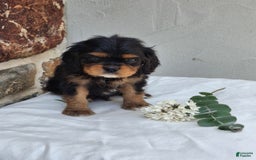Cavalier King Charles Spaniel dogs for sale: Sprinkles - Image 10