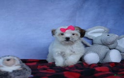 Shihpoo dogs for sale: Sophie - Image 2