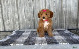 Mini Goldendoodle dogs for sale: Daisy - Image 8