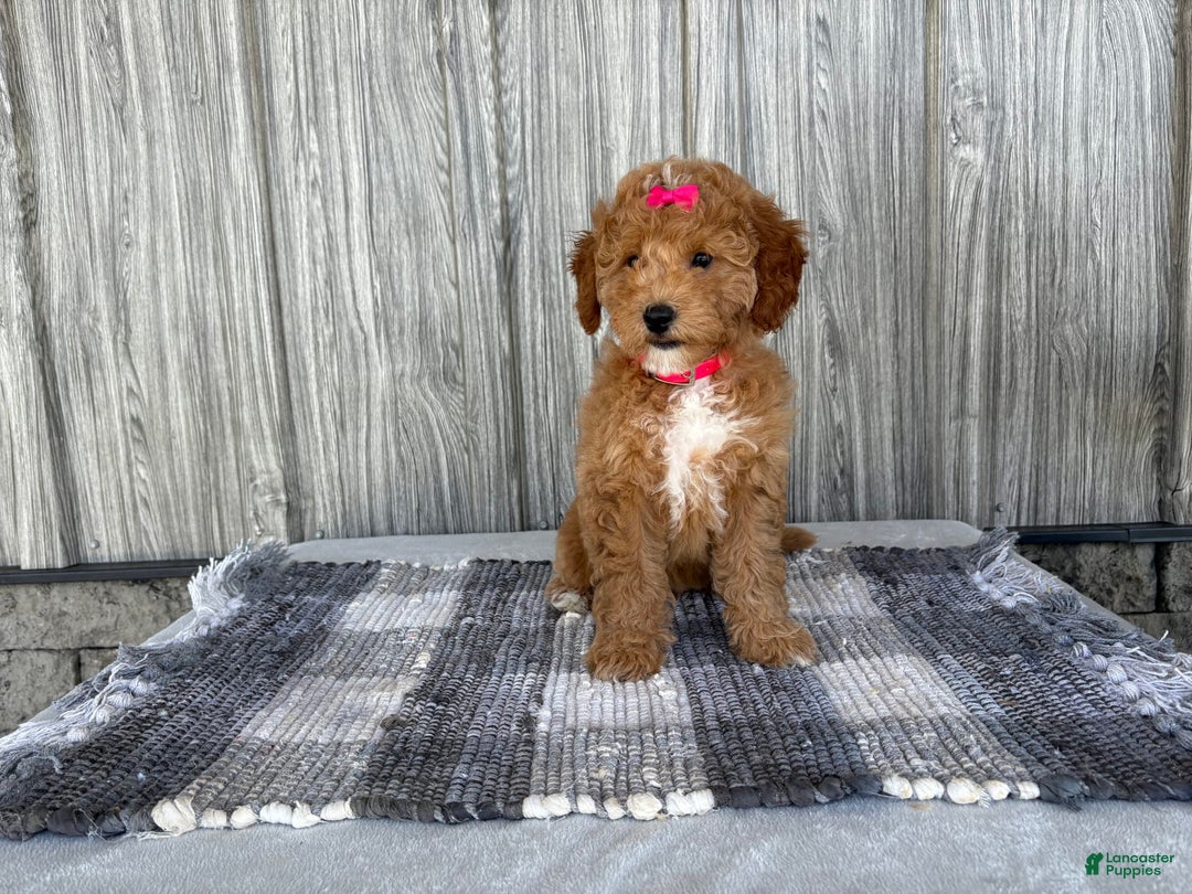 Mini Goldendoodle dogs for sale: Daisy - Image 8