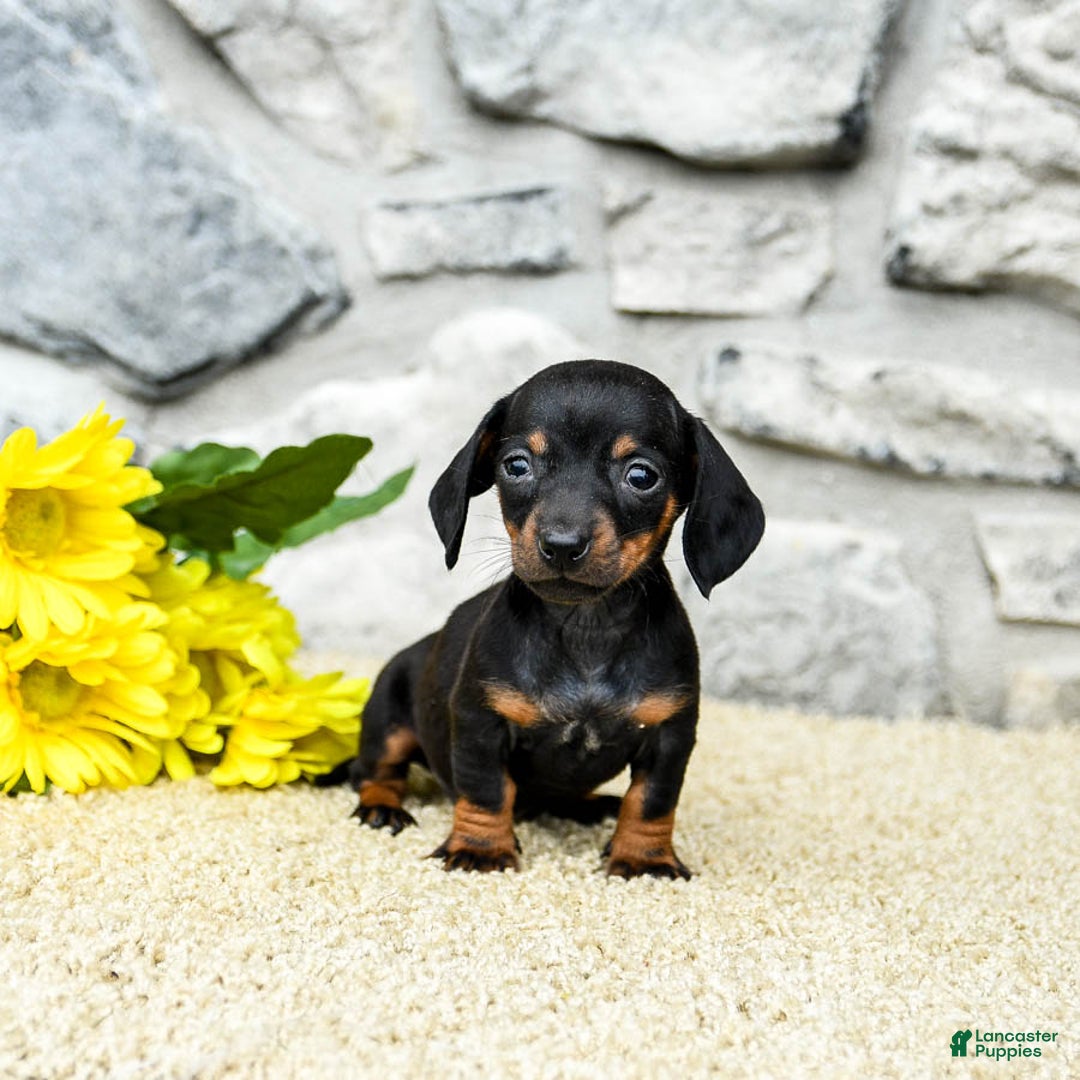 Miniature Dachshund dogs for sale: Zola - Image 4