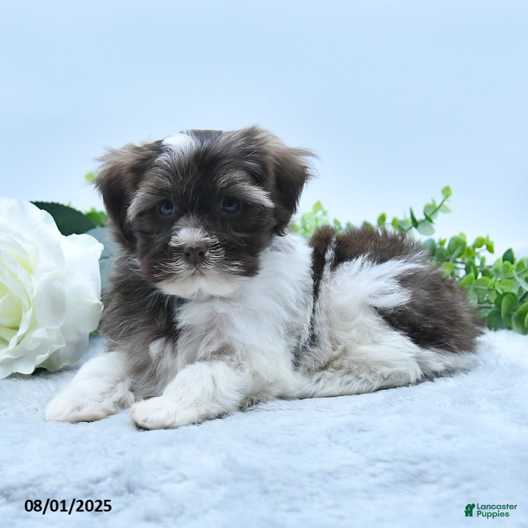 Havanese dogs for sale: Oscar - Image 5