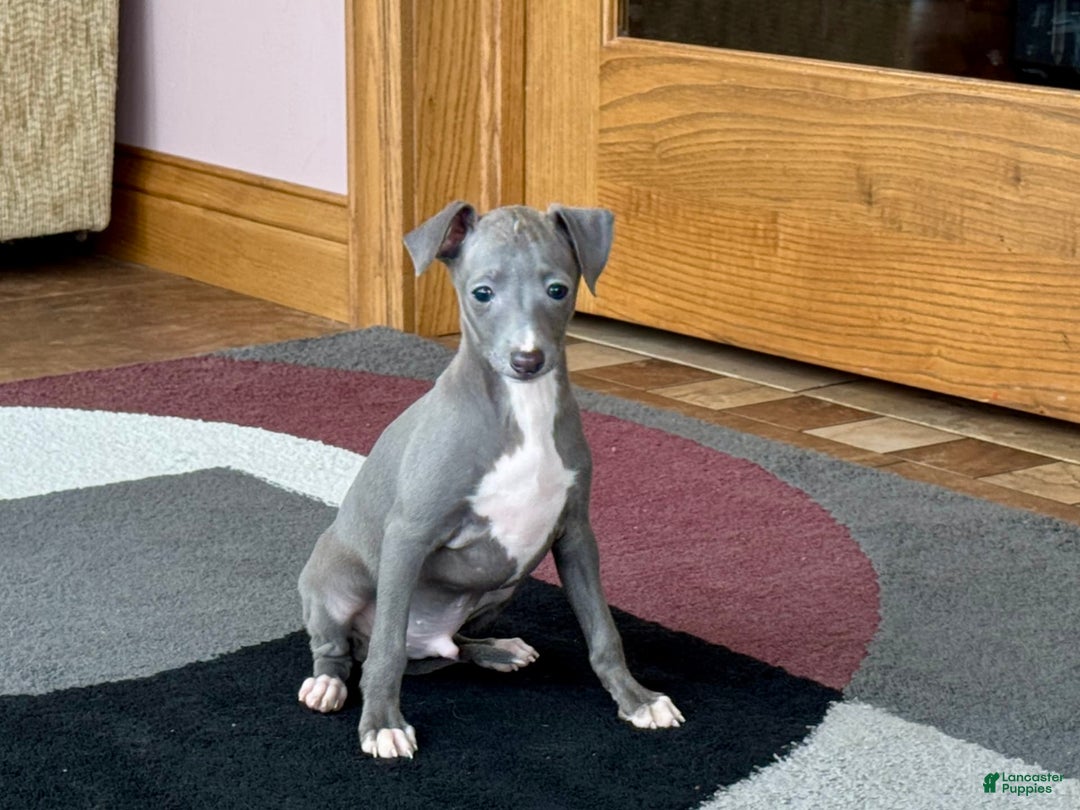 Italian Greyhound dogs for sale: Cj - Image 9