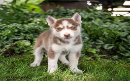 Pomsky dogs for sale: Khloe - Image 4