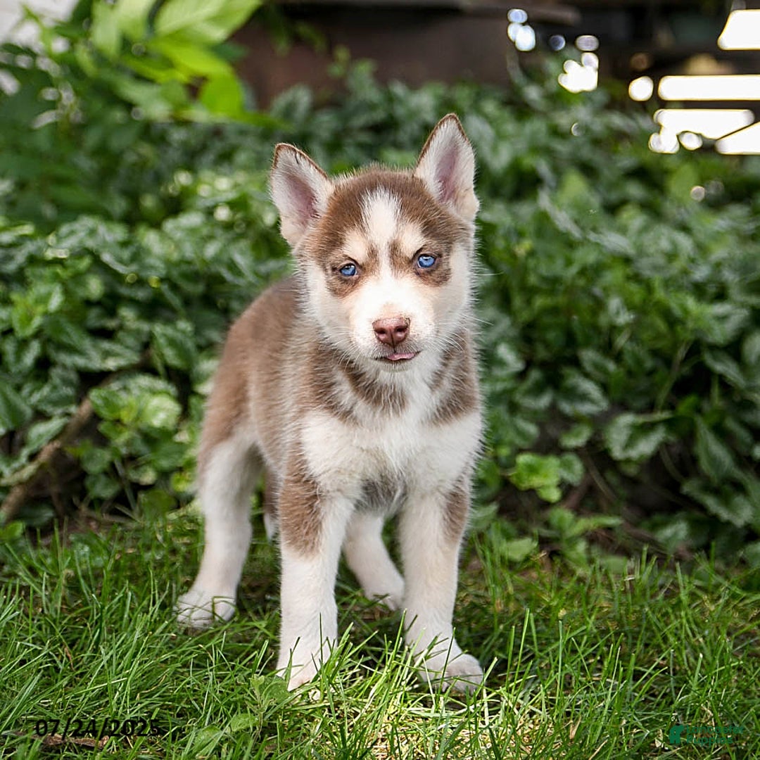 Pomsky dogs for sale: Khloe - Image 4