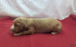Cavapoo dogs for sale: Henry - Image 3