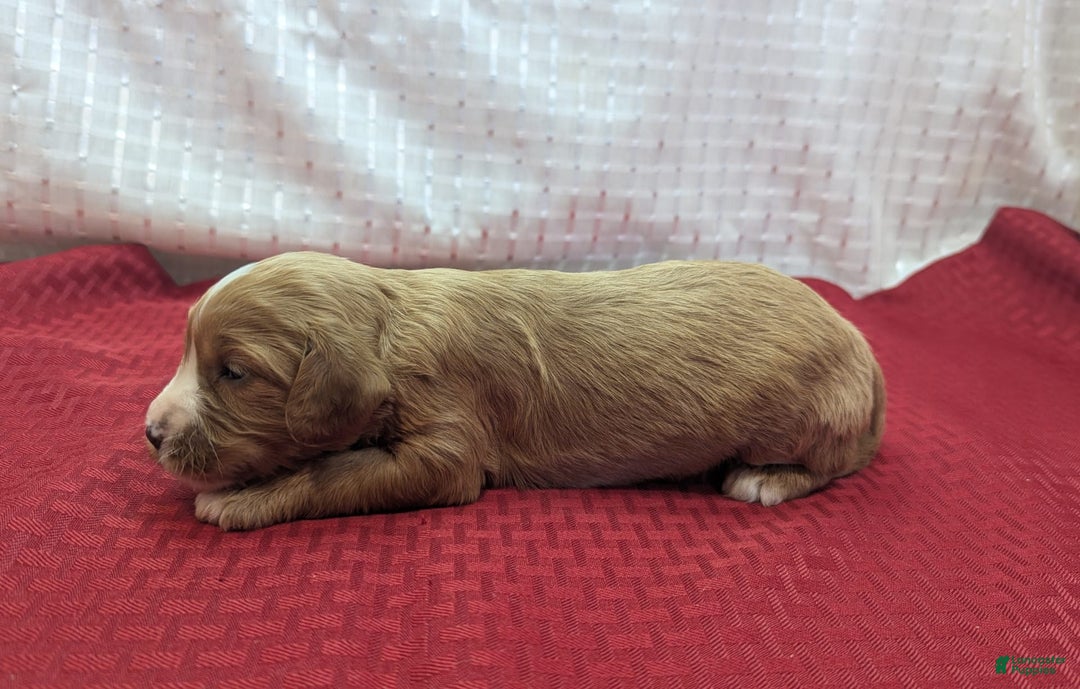Cavapoo dogs for sale: Henry - Image 3