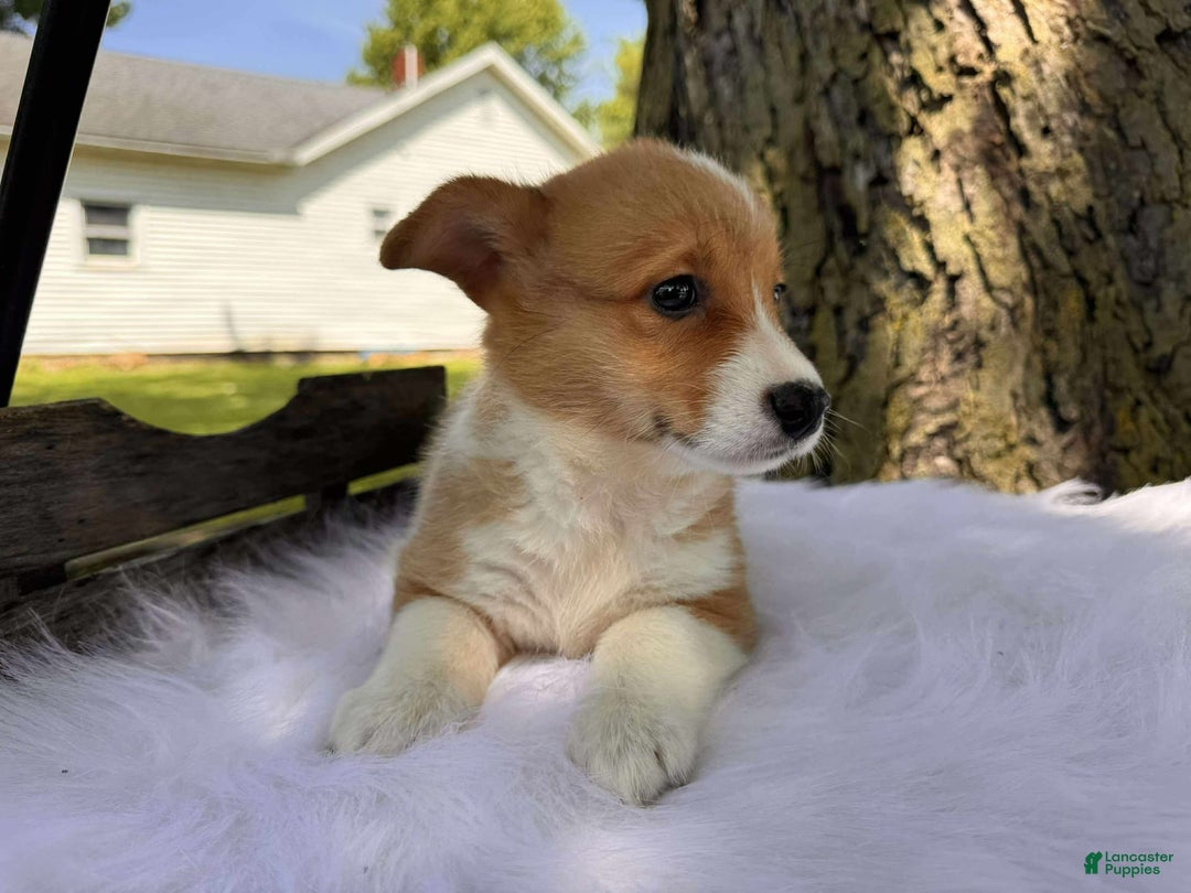 American Corgi dogs for sale: Lily - Image 5