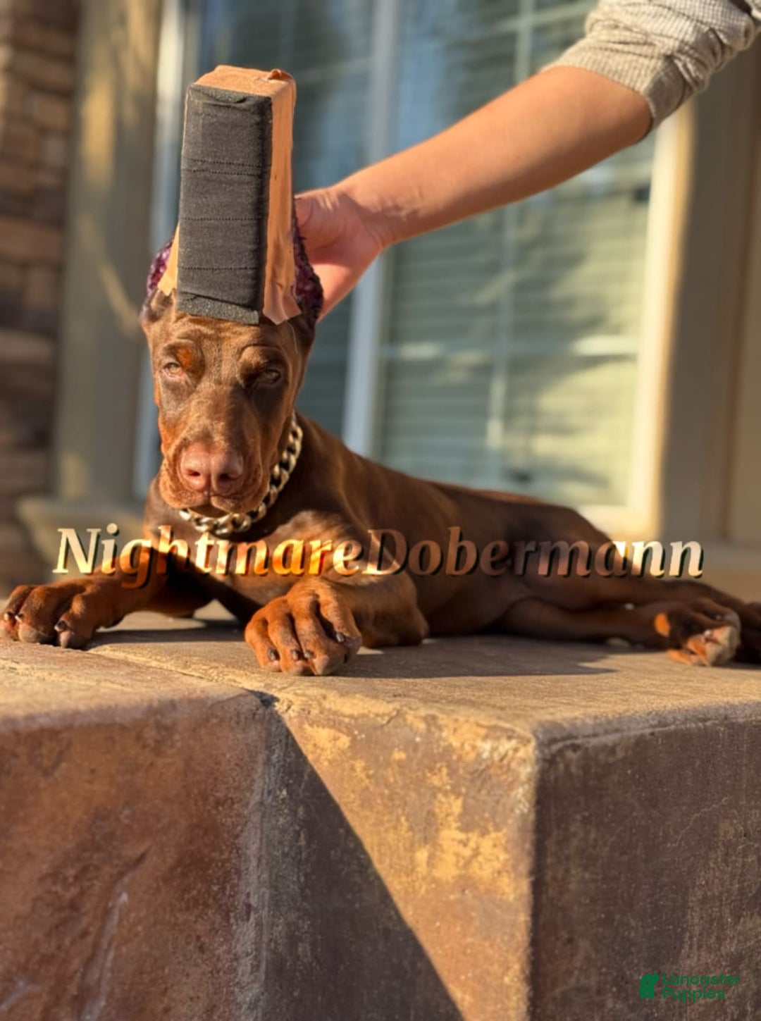 Doberman Pinscher dogs for sale: Buchana - Image 2