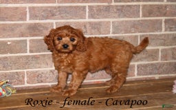 Cavapoo dogs for sale: Roxie - Image 2