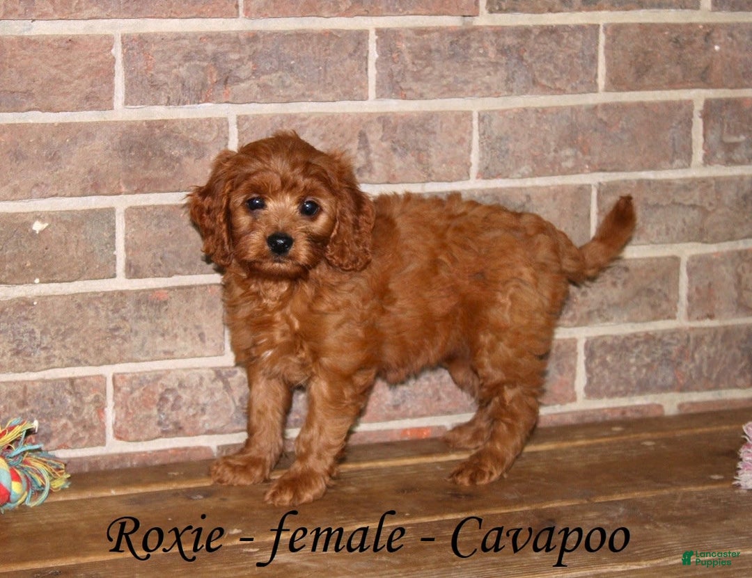 Cavapoo dogs for sale: Roxie - Image 2