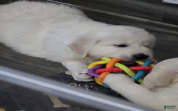 Golden Retriever dogs for sale: Laura - Image 2
