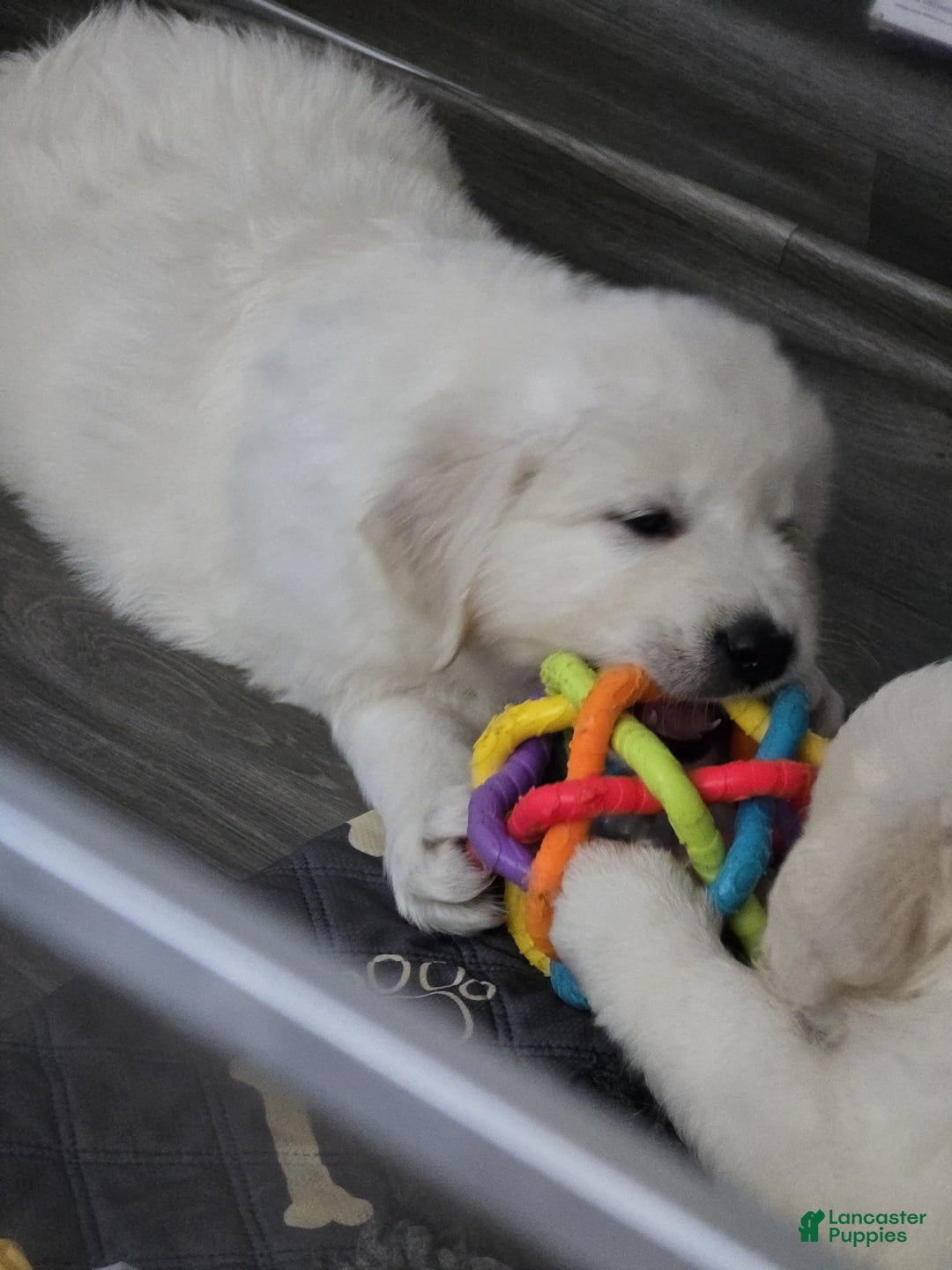 Golden Retriever dogs for sale: Laura - Image 2
