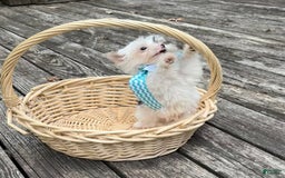 Yorkshire Terrier dogs for sale: Daniel - Image 24