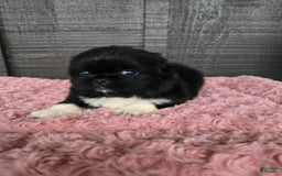 Pekingese dogs for sale: Clarice - Image 7