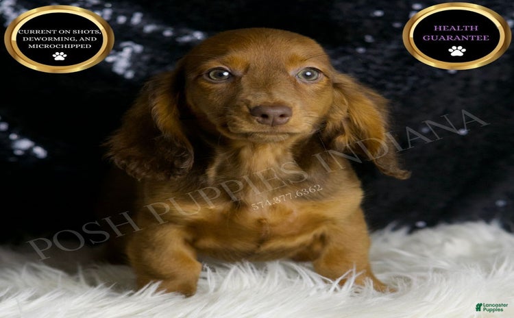 Miniature Dachshund dogs for sale - Ad 4