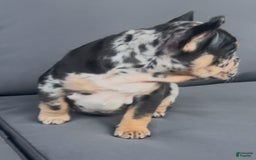 French Bulldog dogs for sale: Peaches - Image 6