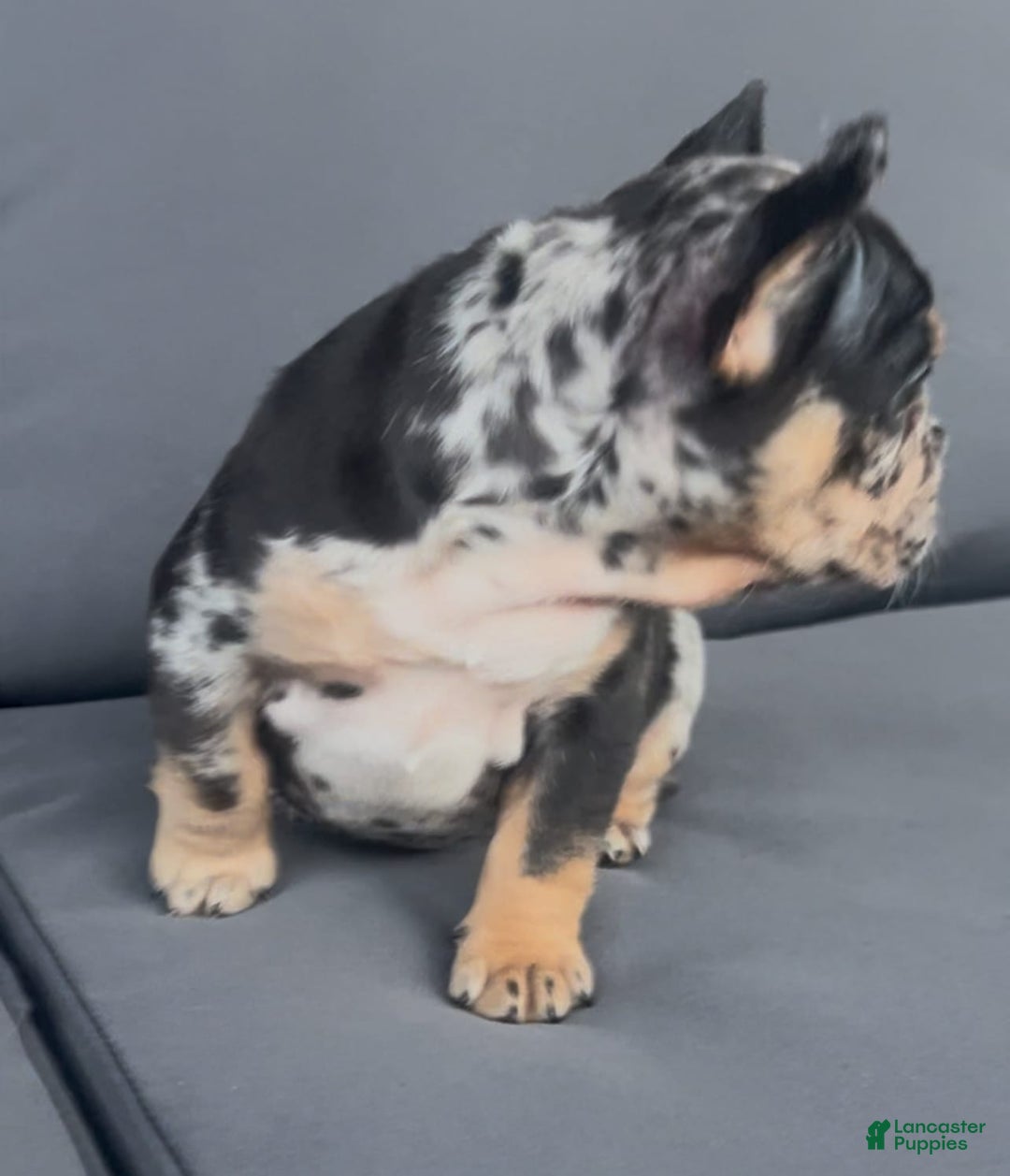 French Bulldog dogs for sale: Peaches - Image 6
