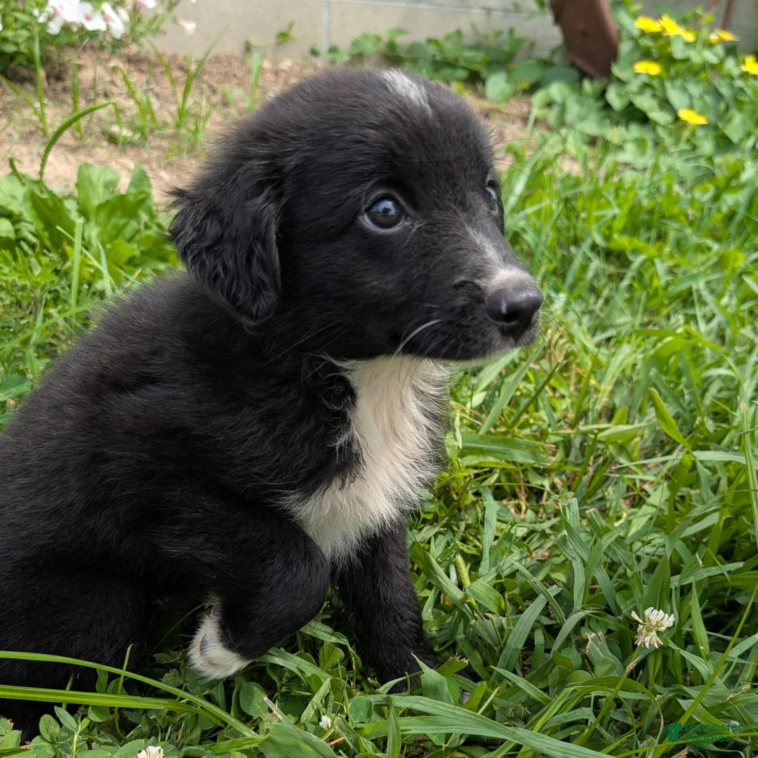 Miniature Australian Shepherd dogs for sale: Funnel Cake - Image 11