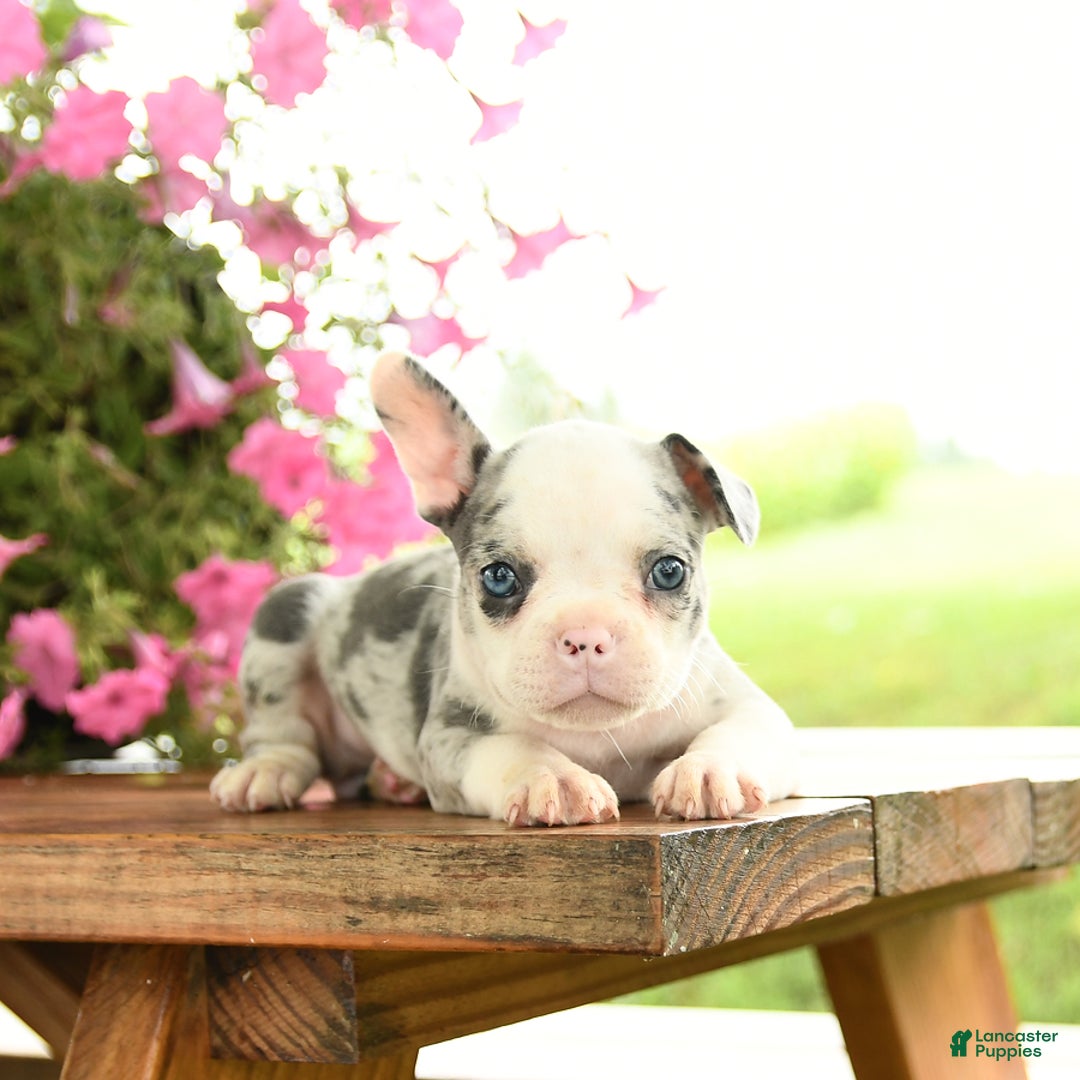 Frenchton dogs for sale: Gloria - Image 5