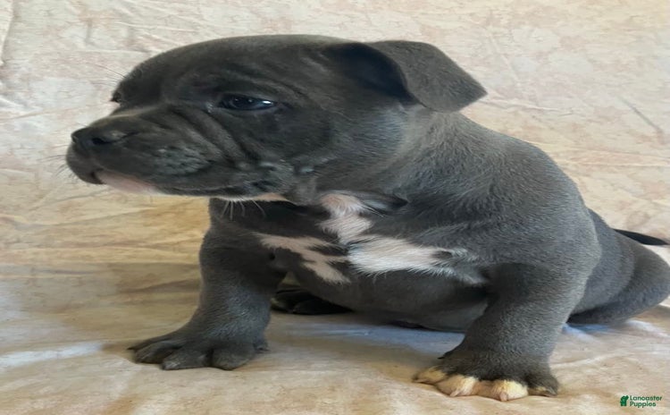 American Bully dogs for sale - Ad 1