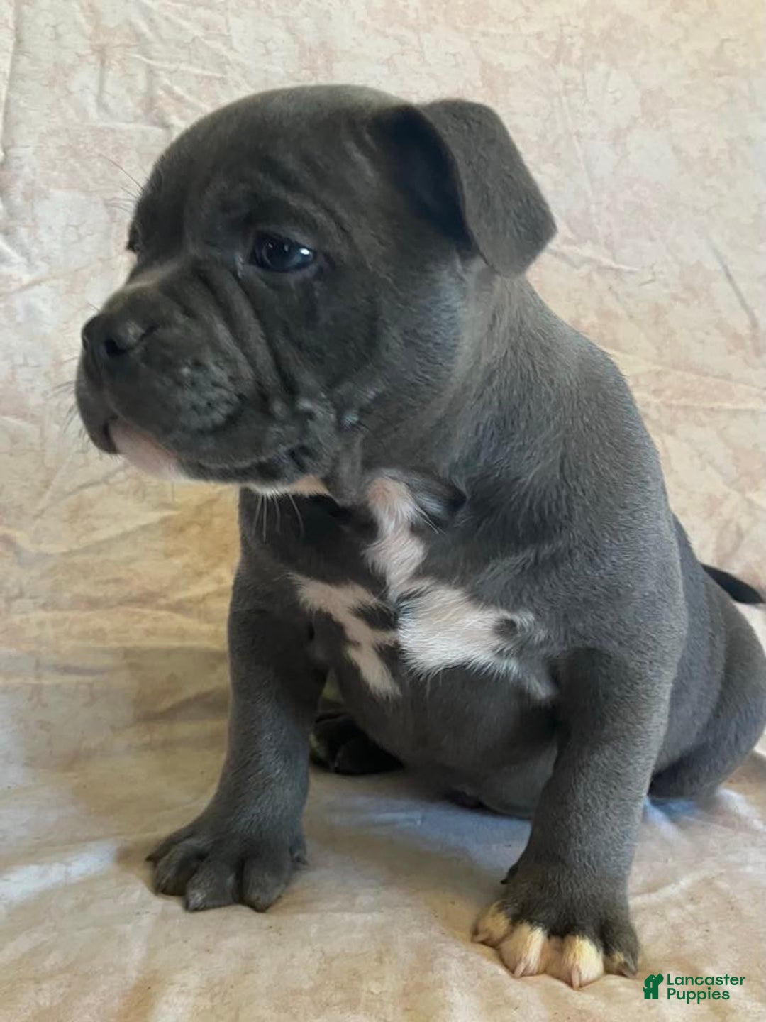 American Bully dogs for sale: Big Boy - Image 1