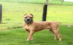 Cane Corso dogs for sale: Opal - Image 12
