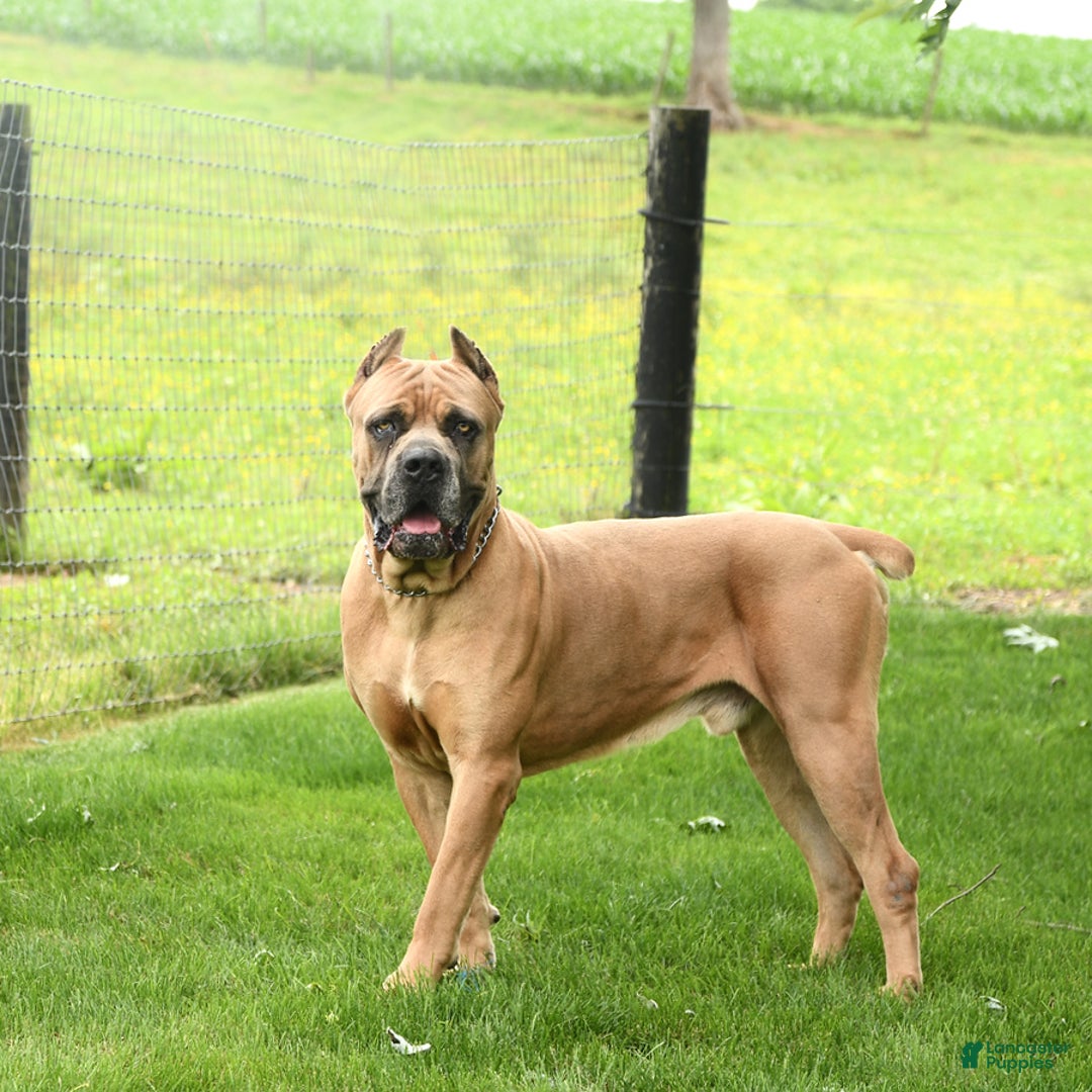 Cane Corso dogs for sale: Opal - Image 12