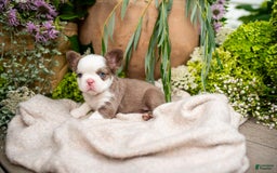 French Bulldog dogs for sale: Diamond - Image 1