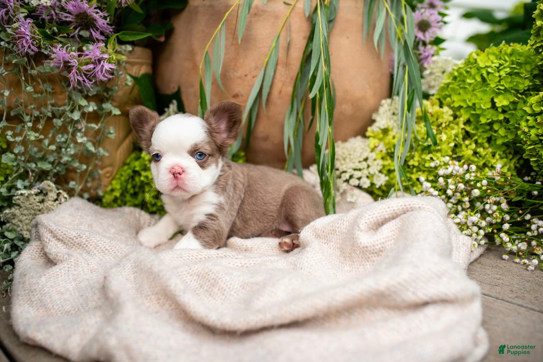 French Bulldog dogs for sale: Diamond - Image 1