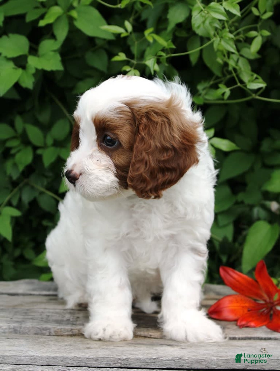 Cavapoo dogs for sale: Malcomb - Image 2