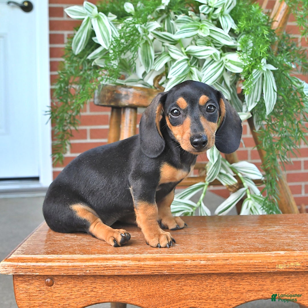 Miniature Dachshund dogs for sale: Sweetie - Image 1