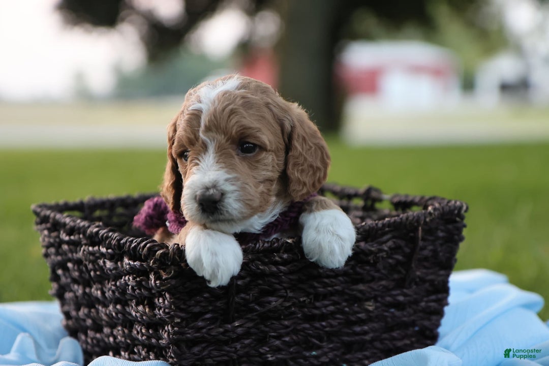 Mini Goldendoodle dogs for sale: Lily - Image 3