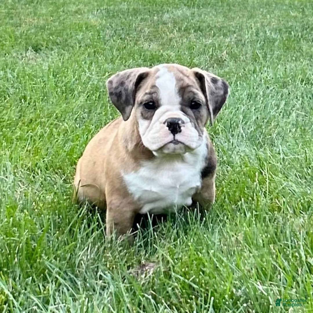 English Bulldog dogs for sale: Sabrina - Image 1