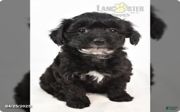 Yorkiepoo dogs for sale: Royal - Image 3