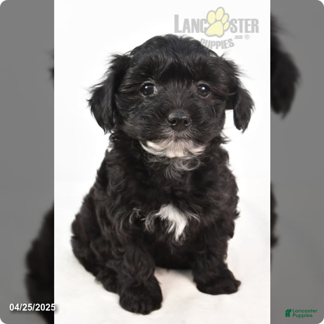 Yorkiepoo dogs for sale: Royal - Image 3