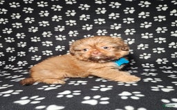 Shih Tzu dogs for sale: Dexter - Image 8