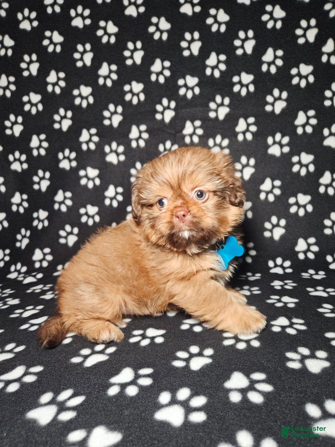 Shih Tzu dogs for sale: Dexter - Image 8