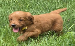 Goldendoodle dogs for sale: Regan - Image 8