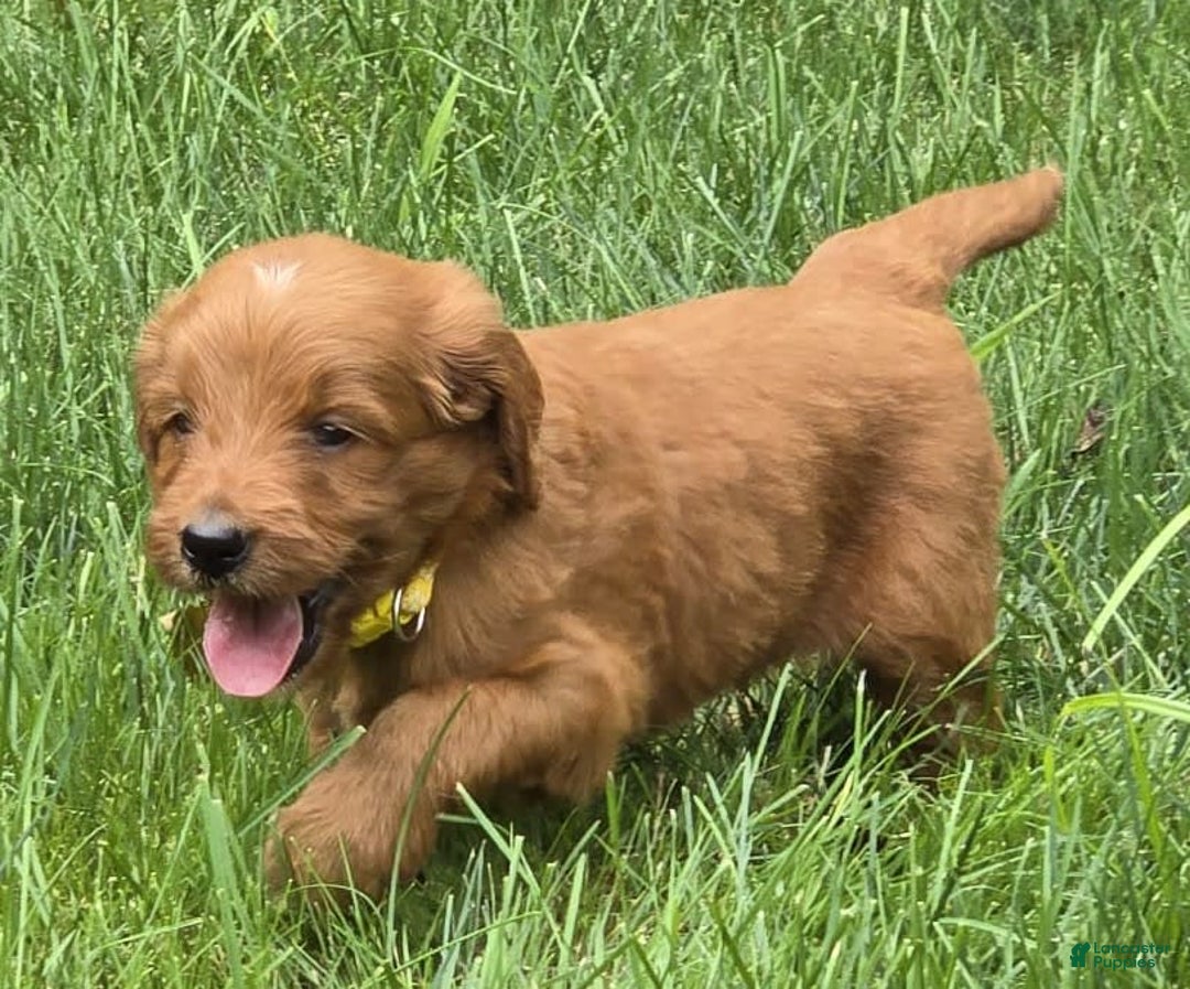 Goldendoodle dogs for sale: Regan - Image 8