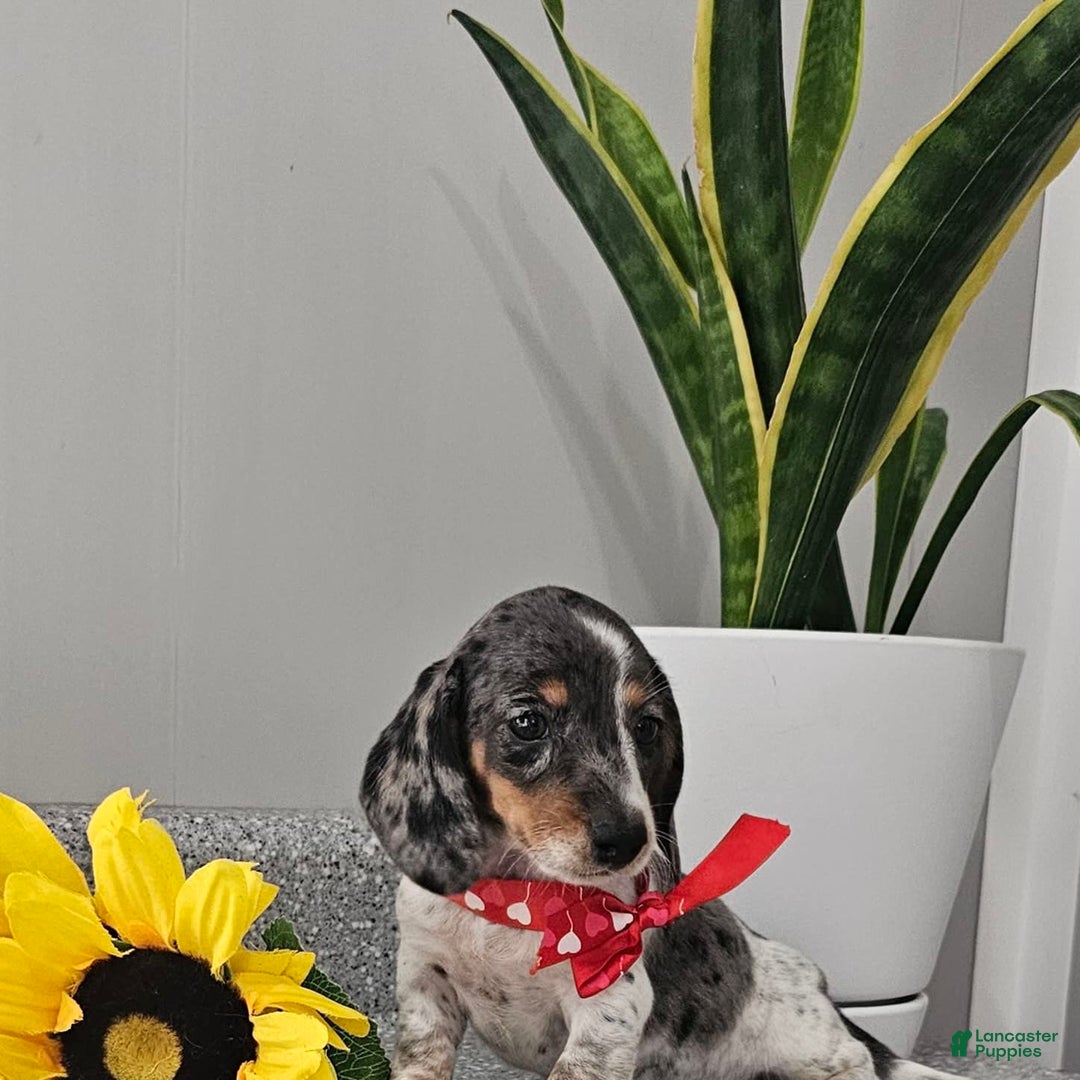 Dachshund dogs for sale: Miss Bailey - Image 23