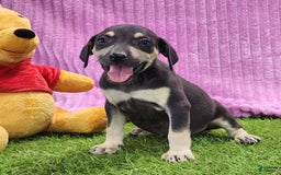 Catahoula Leopard Dog dogs for sale: Tess 2025 Female 1 - Image 9