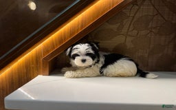 Morkie dogs for sale: Eileen - Image 3