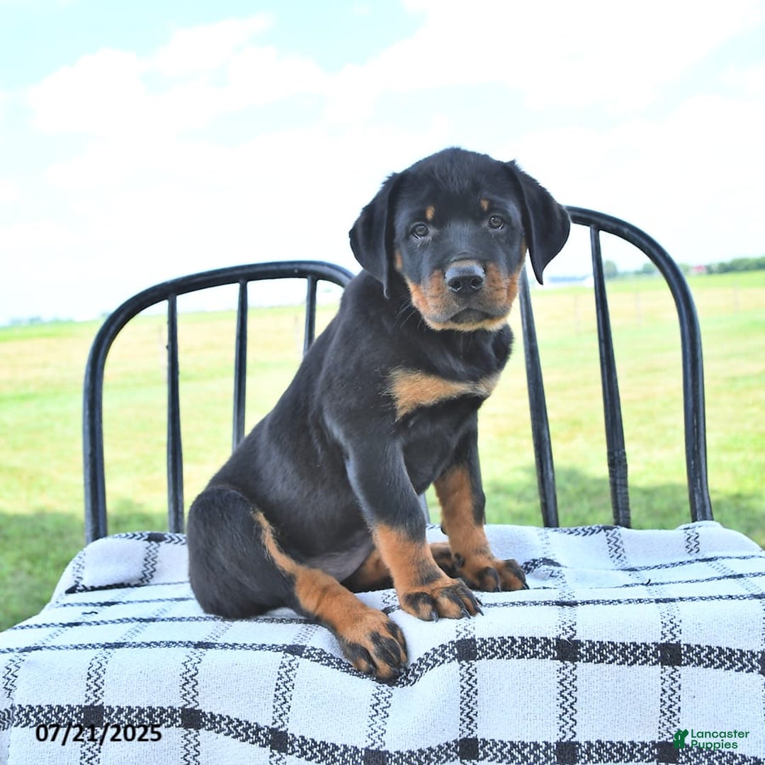 Rottweiler dogs for sale: Sparkle - Image 11