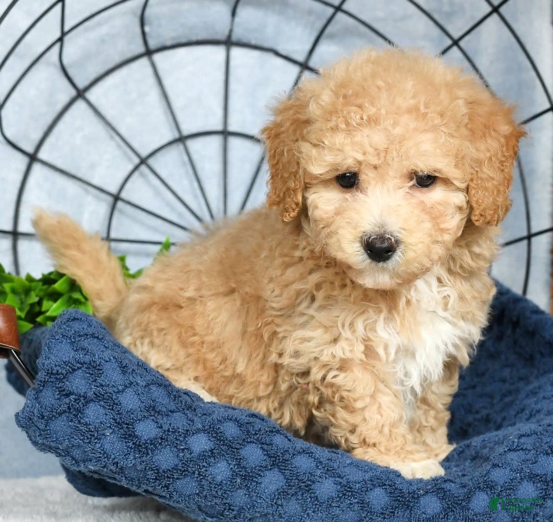 Bichpoo dogs for sale: Nellie - Image 1