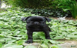 Pug dogs for sale: Pacifica - Image 4
