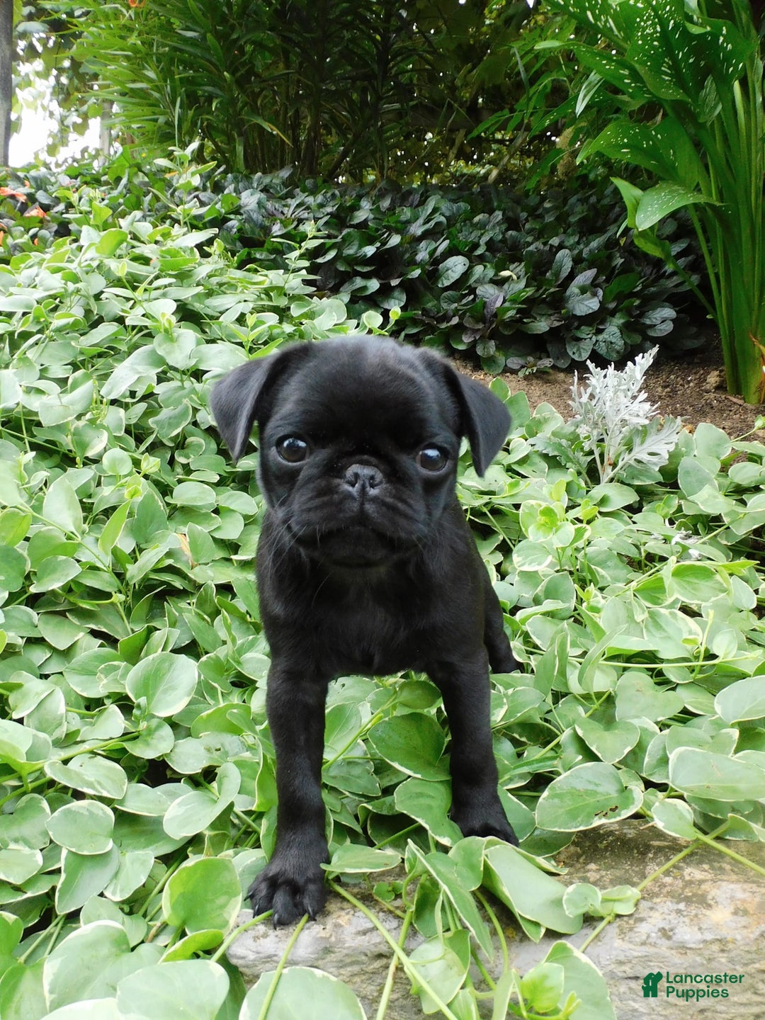 Pug dogs for sale: Pacifica - Image 4